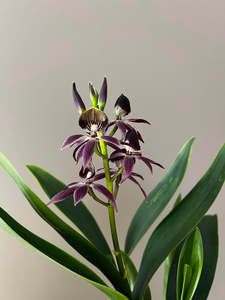 Guarechea Black Comet 'Indigo Blue'