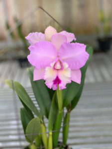 Rhyncholaeliocattleya Chief Pink 'Diana' HCC/AOS