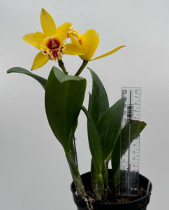Rhynchobrassoleya Chien Ya Dawn ‘Eagle of Desert’