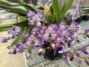 Zygonisia Cynosure 'Blue Birds'
