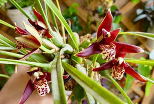 Other Orchids: Maxillaria tenuifolia