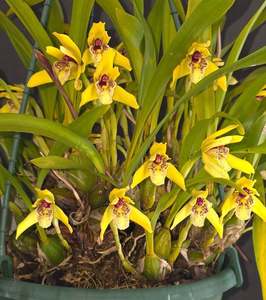 Maxillaria porphyrostele