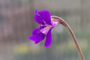 Pinguicula: Pinguicula 'Rio Ara' - Cold Temperate Butterwort