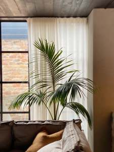 Howea forsteriana (Kentia Palm)