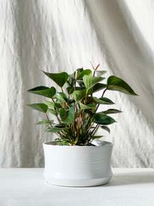 Pots Planters: Pavona Bowl