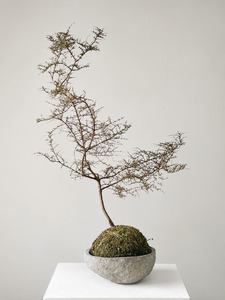 Pots Planters: Valley bowl