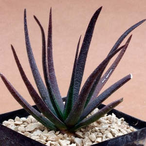 Pots Planters: Dodu Pot