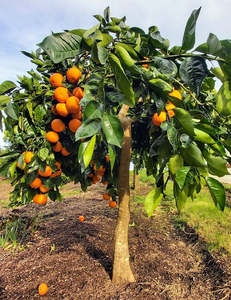 Cipo Weeping Orange Standard Tree.