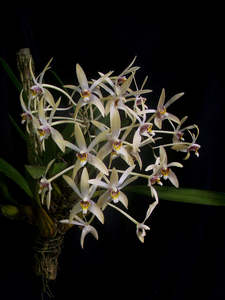 Epigeneium cymbidioides