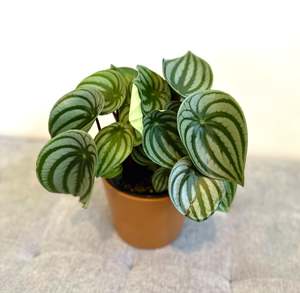 Peperomia: Watermelon Peperomia 14cm