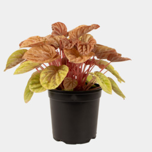 Peperomia Quito 12cm