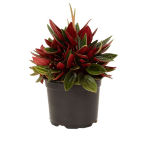 Peperomia: Peperomia 'Rosso' 12cm