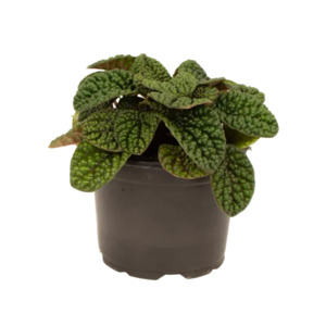 Peperomia: Peperomia Green Bubble 12cm