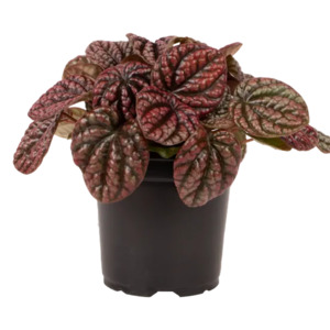 Peperomia 'Red Burbella' 12cm