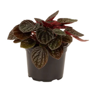 Peperomia: Peperomia 'Chocolat' 12cm
