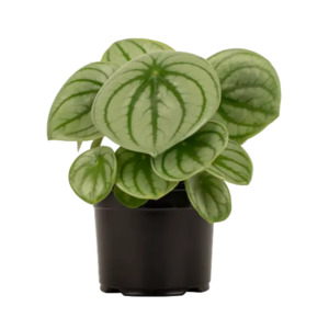 Peperomia 'Watermelon' 14cm