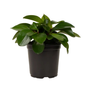 Peperomia: Peperomia 'Emerald' 12cm