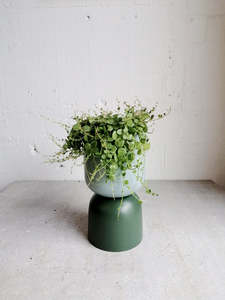 Peperomia: Peperomia prostrata - string of turtles