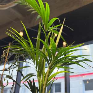 Palms: Kentia Palm - Large Indoor Plant