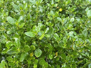 Coprosma repens 'Poor Knights'