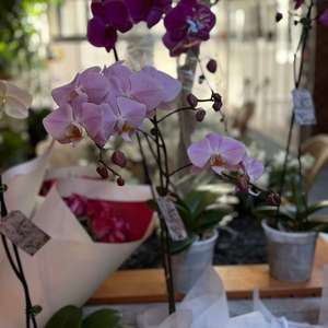 Phaelanopsis: Extra Large Phalaenopsis Moth Orchid - A Beautiful Statement Plant