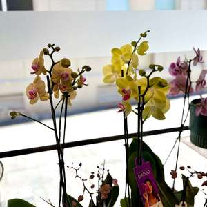 Standard Phalaenopsis Coloured Orchid in Pot - Beautiful Apartment Gift