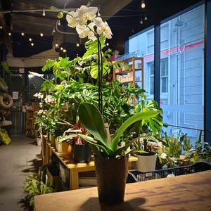 Standard Phalaenopsis White Orchid in Pot - Beautiful Office Gift