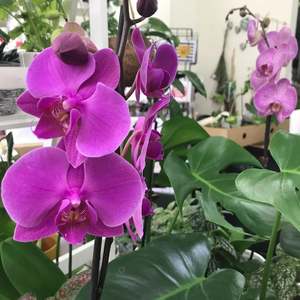 Standard Phalaenopsis Pink Orchid in Pot - Elegant Moth Orchid