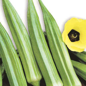 Okra 'Clemson Spineless' (50 seeds)