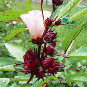 Roselle - Hibiscus sabdariffa (40 seeds)