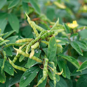 Seeds: Pigeon Pea (30 seeds)