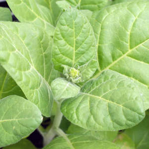Seeds: Hopi Tobacco (500 seeds)
