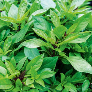 Basil Thai 'Siam Queen' (500 seeds)