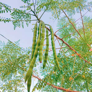 Moringa 'Tree of Life' (10 seeds)