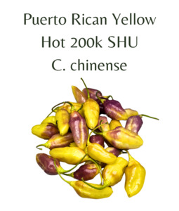 Puerto Rican Yellow Chilli Seeds (10 seeds)