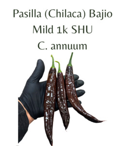 Pasilla (Chilaca) Bajio Chilli Seeds (10 seeds)