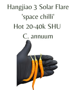 Seeds: Hangjiao 3 Solar Flare 'space chilli' Chilli Seeds (10 seeds)