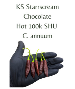 KS Starrscream Chocolate Chilli Seeds (10 seeds)