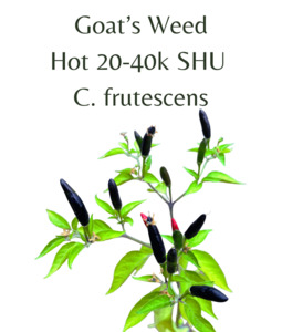 Goat's Weed Chilli Seeds (10 seeds)