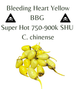 Bleeding Heart Yellow BBG Chilli Seeds (10 seeds)