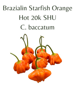 Brazilian Starfish Orange Chilli Seeds (10 seeds)