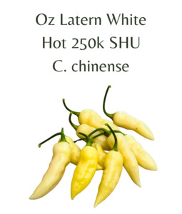 Habanero - Oz Latern White Chilli Seeds (10 seeds)