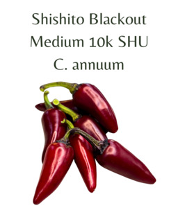 Shishito Blackout Chilli Seeds (10 seeds)