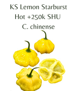 Seeds: KS Lemon Starburst Chilli Seeds (10 seeds)