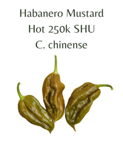 Seeds: Habanero Mustard Chilli Seeds (10 seeds)
