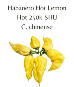 Habanero Hot Lemon Chilli Seeds (10 seeds)
