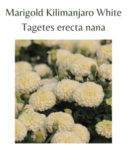 Marigold - Kilimanjaro White (20 seeds)