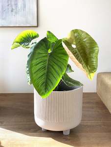 Philodendron sodiroi
