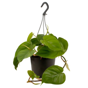 Philodendron Heartleaf 17cm Hanging Pot