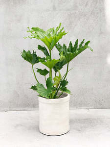Rhipsalis: Philodendron Hope